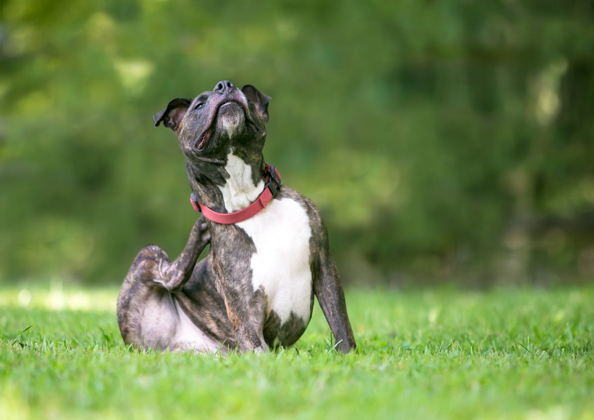 Dark brown and white dog scratching behind its ear sat on the grass outside