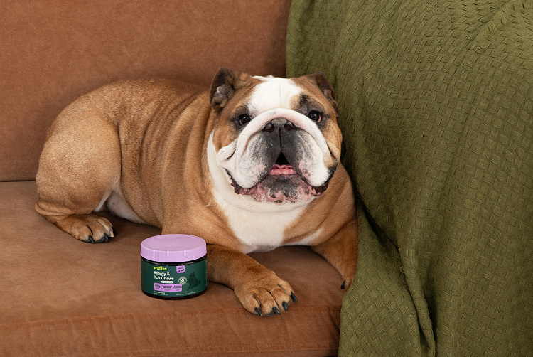 Bulldog lying on couch next to container of hip and joint chews for dogs