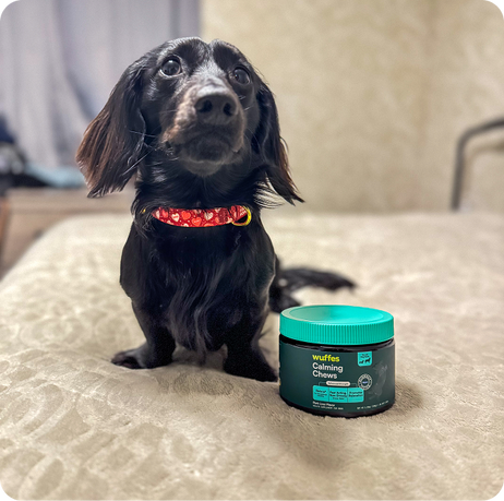 Small black dog with a red collar sitting next to a container of calming chews on a bed
