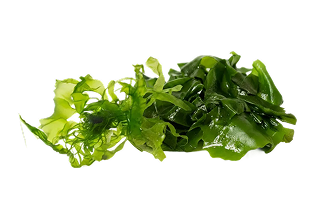 Close-up of various green seaweed and algae pieces on a black background