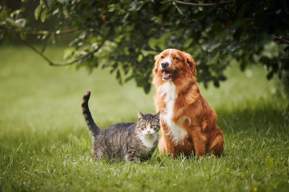 Dog and cat stood outside on grass next to each other