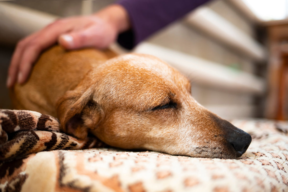 Dog sleeping being petted by human.