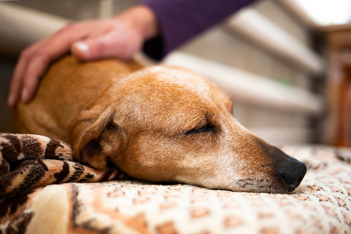 Dog sleeping being petted by human.