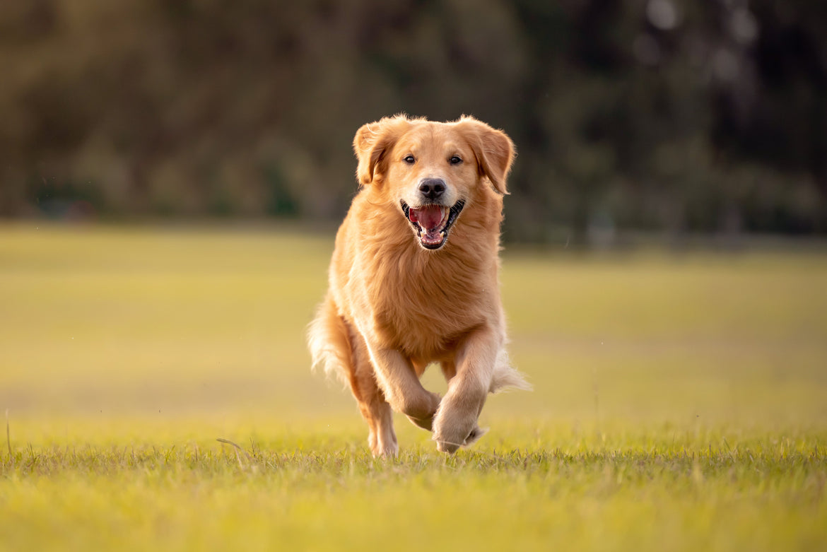 Dog running in the grass
