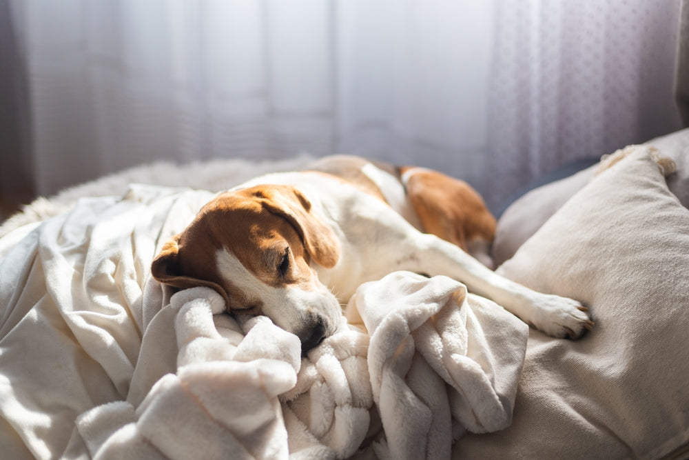 Dog sleeping peacefully with blanket underneath can lead to asking why is my dog stiff after sleeping?