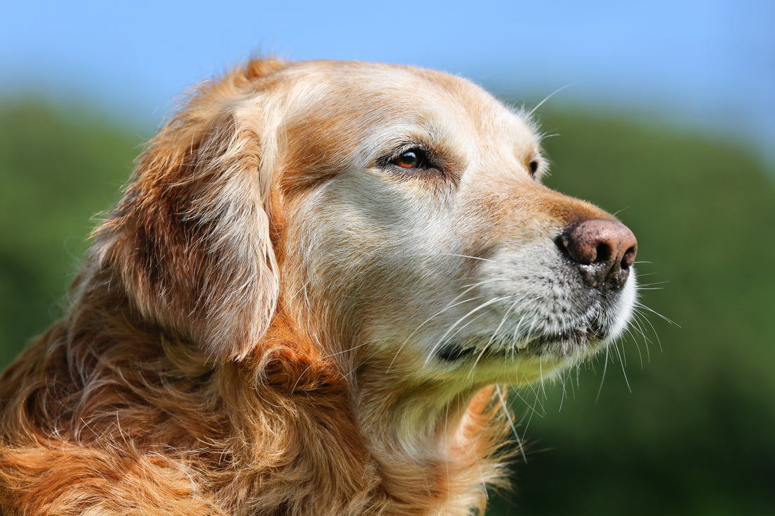 Golden looking out into the distance