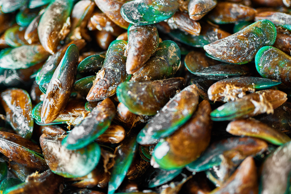 Group of green-lipped mussels for dogs
