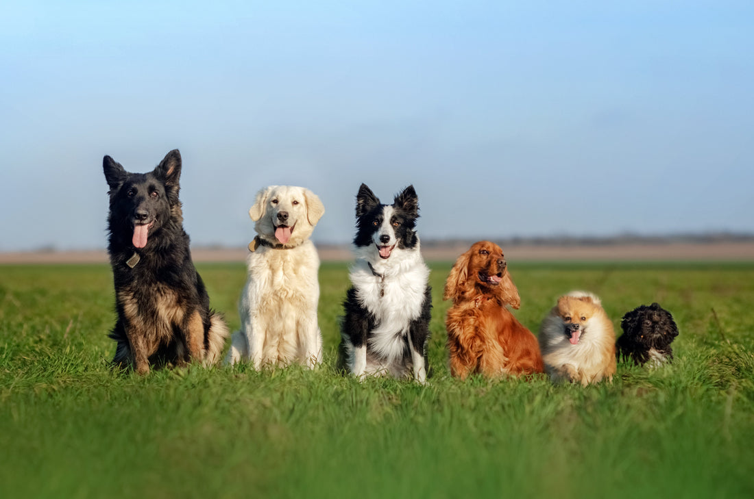 Group of 6 dogs that go from tallest to smallest from left to right outside