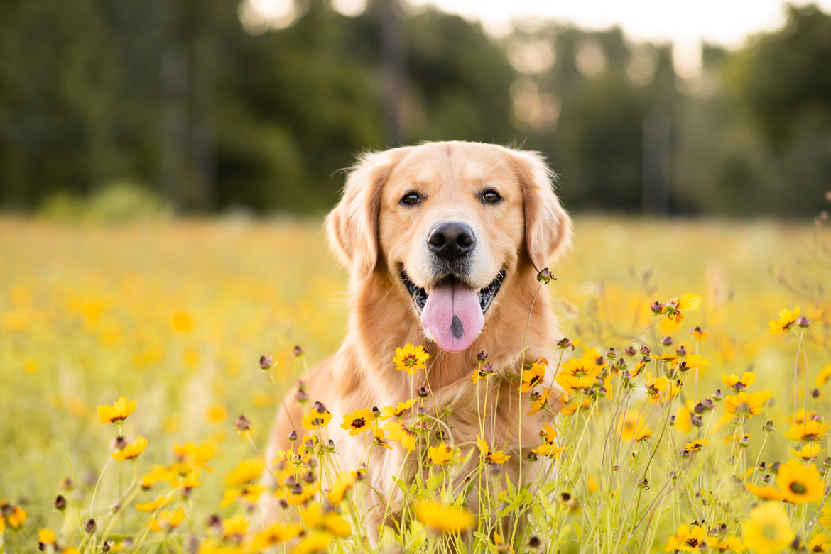 Dog smiling in a field of flowers