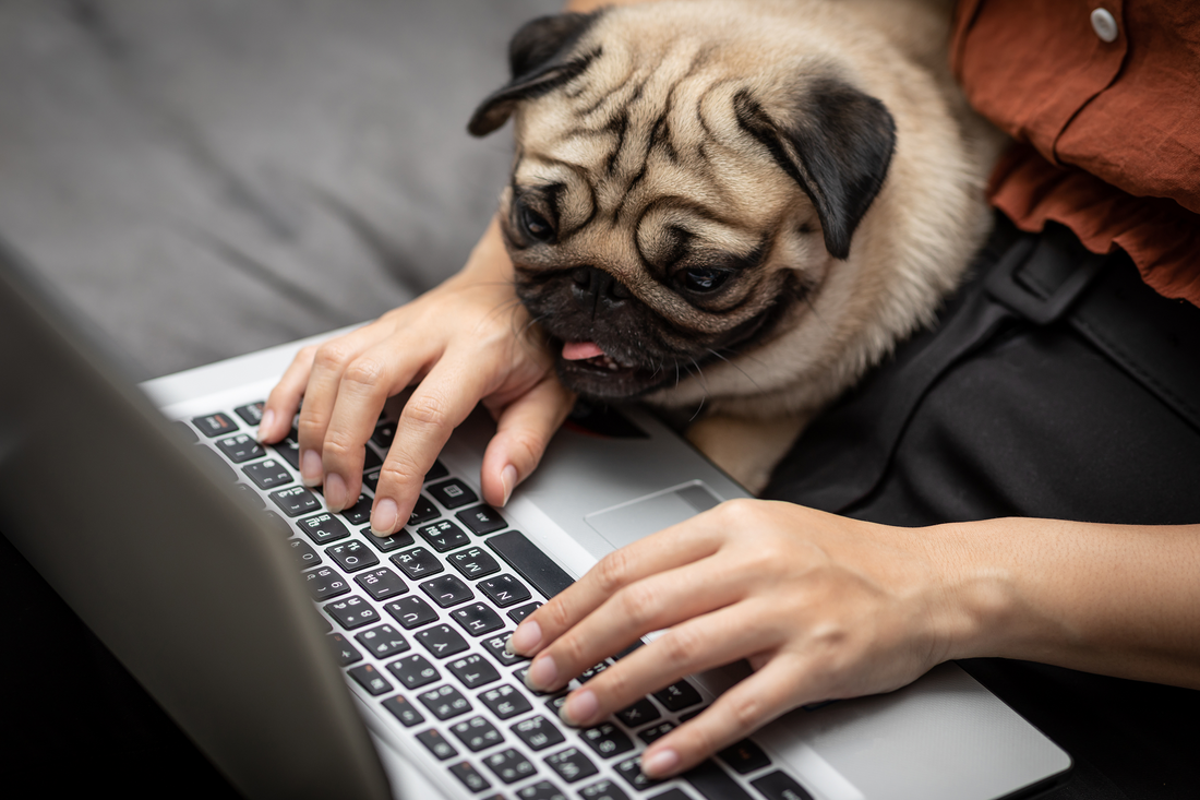 Pug with human and laptop