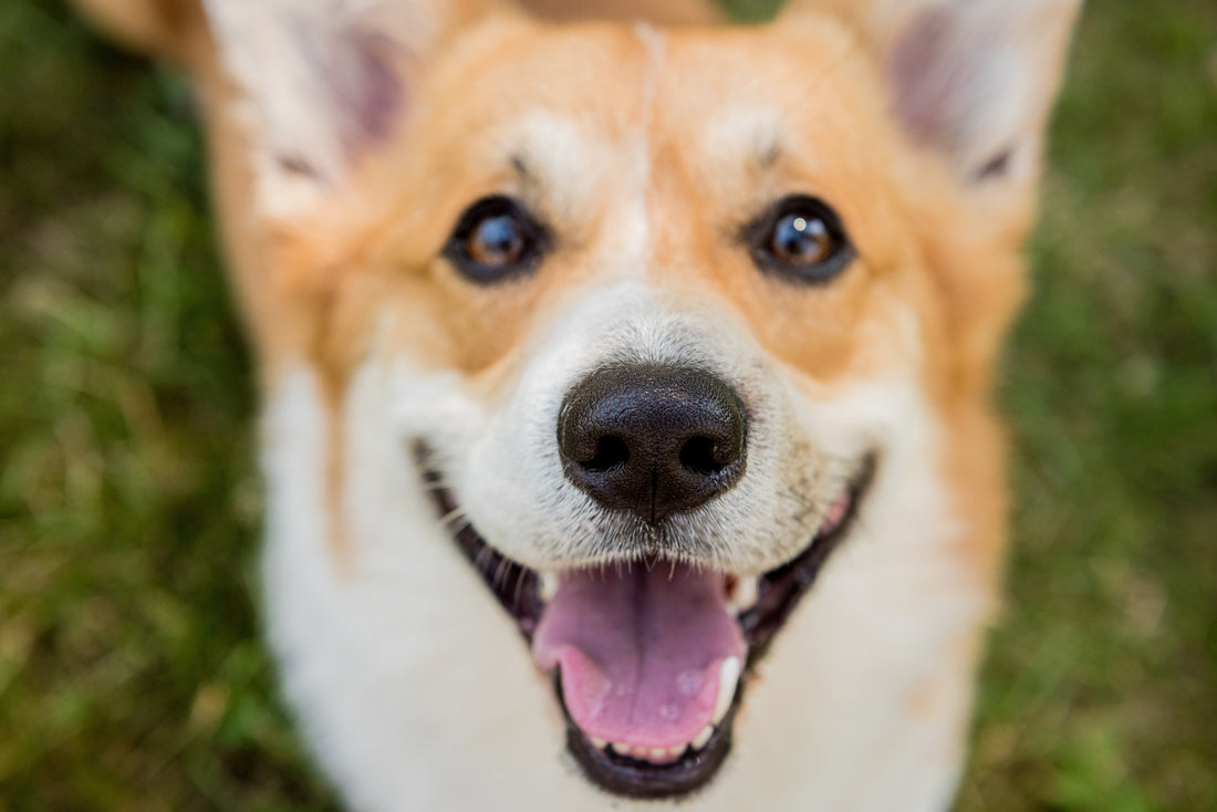 Corgi looking at the camera with mouth open