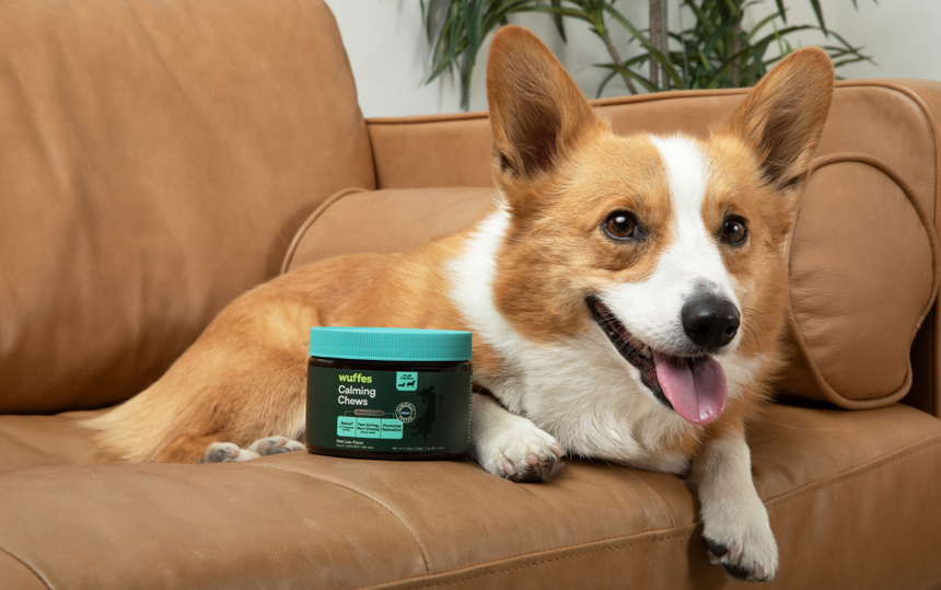 Corgi dog lying on a leather couch next to a container of calming chews for dogs