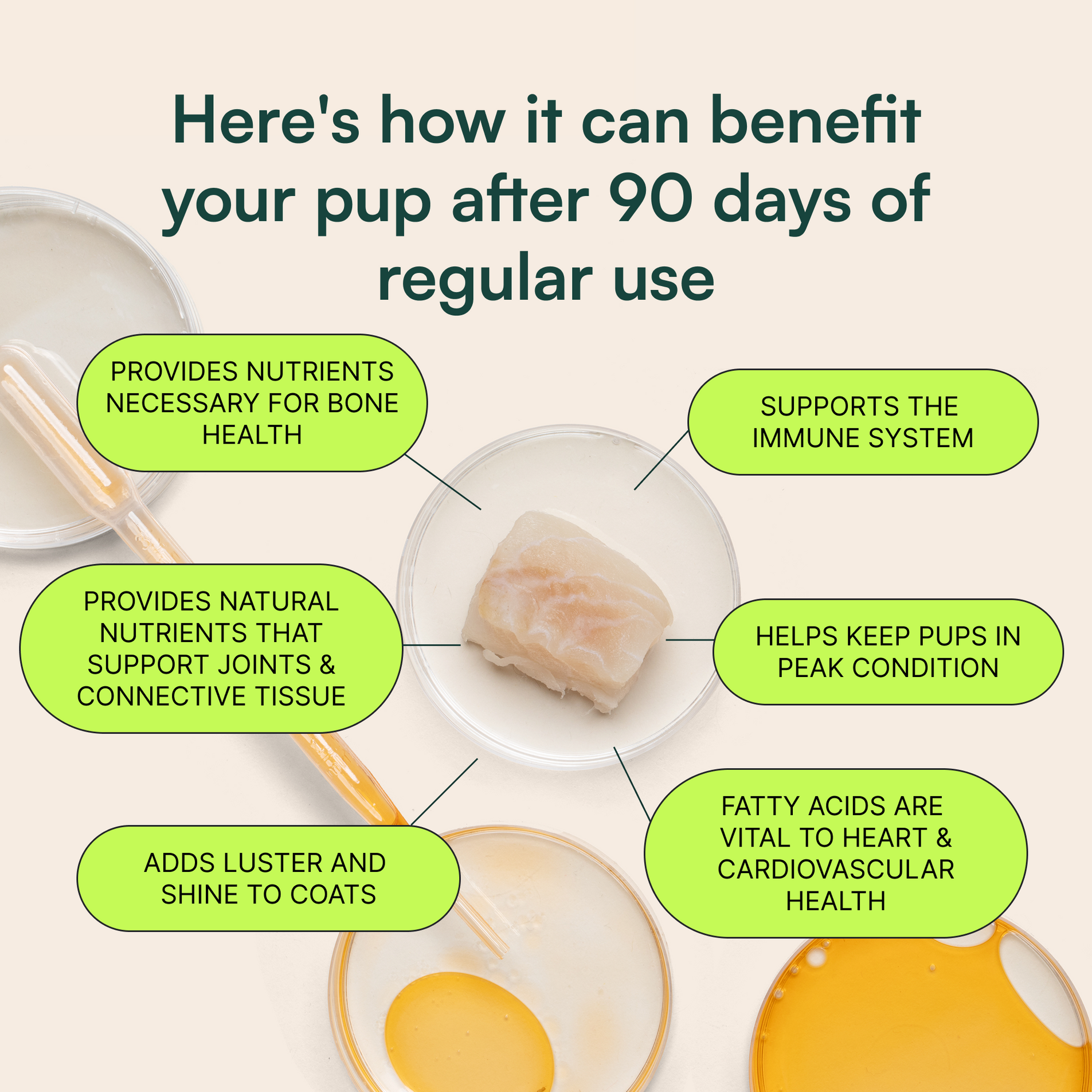 Illustration showing benefits of a supplement for dogs highlighting bone, joint, immune, coat, and heart health.