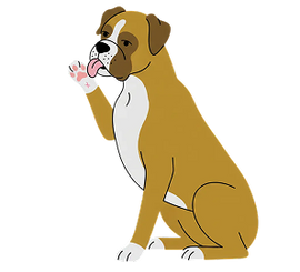 Illustration of a brown and white dog sitting and licking its raised paw on a transparent background