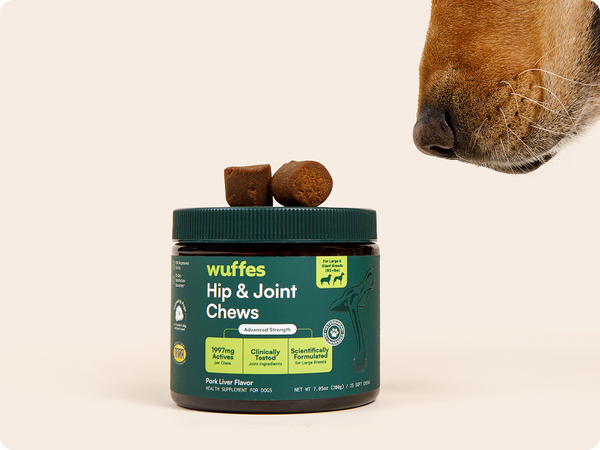 Dog sniffing container of hip and joint chews with two chews on the lid against a plain background