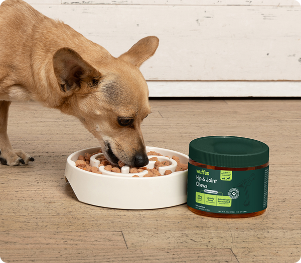 Small dog eating from a slow feeder bowl beside a container of hip and joint chews