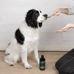 Black and white dog sitting on floor while being fed liquid supplement from a spoon